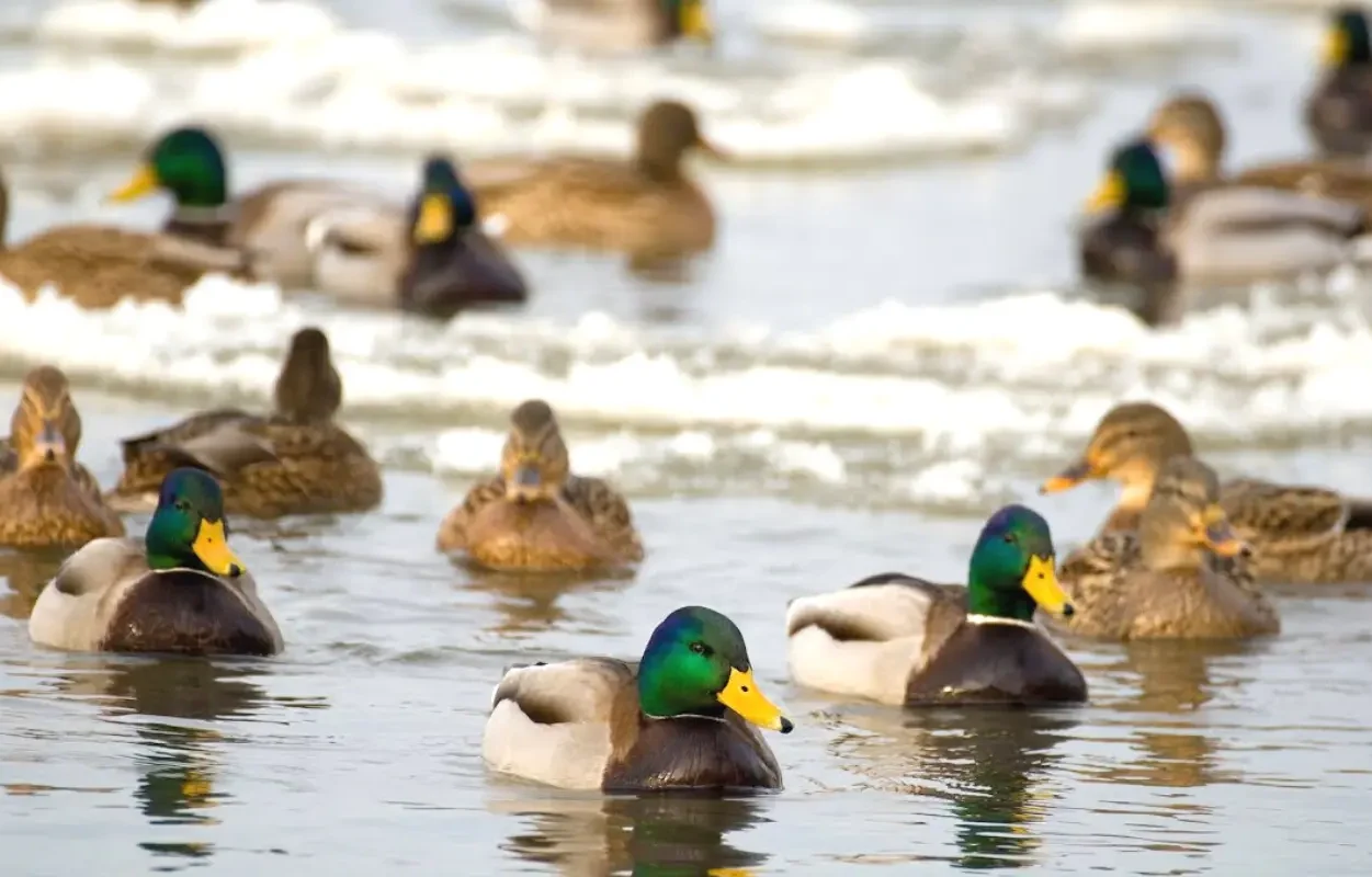 What is the best weather for duck hunting?